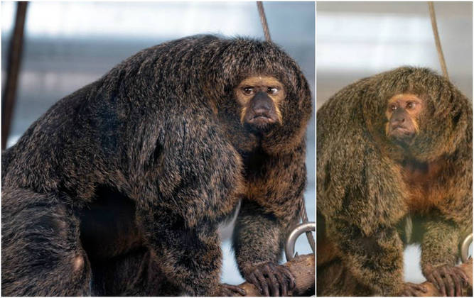 Insanely muscular monkey spotted in Finland