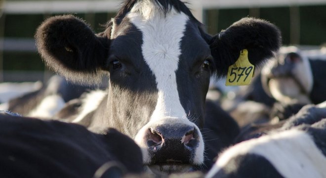 Pesquisadores consultados pela BBC são mais propensos à idéia de imaginar uma economia semi-vegetariana. 'Mundo estranho'