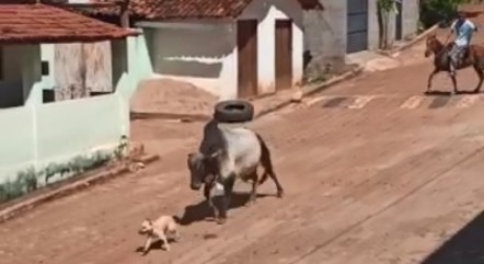 Animal chegou a correr atrás de um cachorro