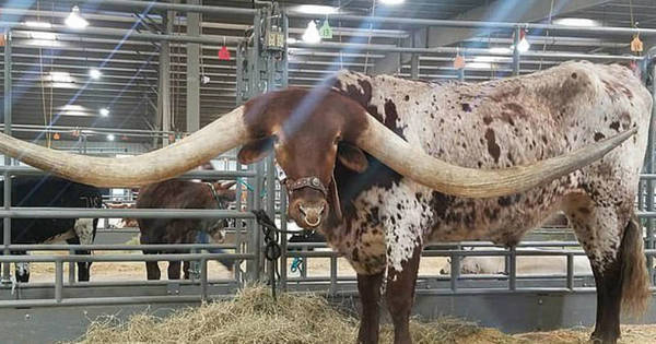 Boi Bate Recorde Com Chifres De 3 35 M De Extensao De Ponta A Ponta Fotos R7 Hora 7