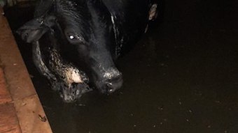 Bombeiros retiram bois de dentro de piscina, em Sete Lagoas