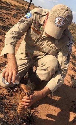 Imagem de bombeiro dando água a tatu após incêndio no MT emocionou nas redes sociais