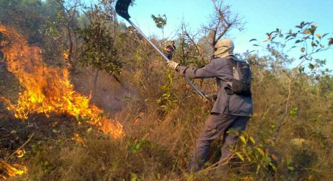 Bombeiro combate incêndio com ajuda de abafador em fazenda em Lagoa Santa (MG)