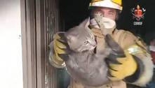 Vídeo: bombeiros salvam gatos de incêndio no Distrito Federal