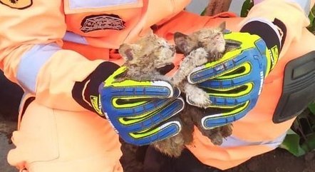 Animais foram encontrados dentro de um cano