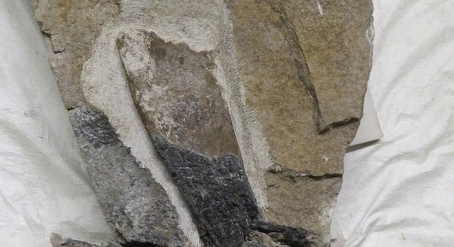 O fóssil está agora nas coleções dos Museus Nacionais da Escócia, em Edimburgo