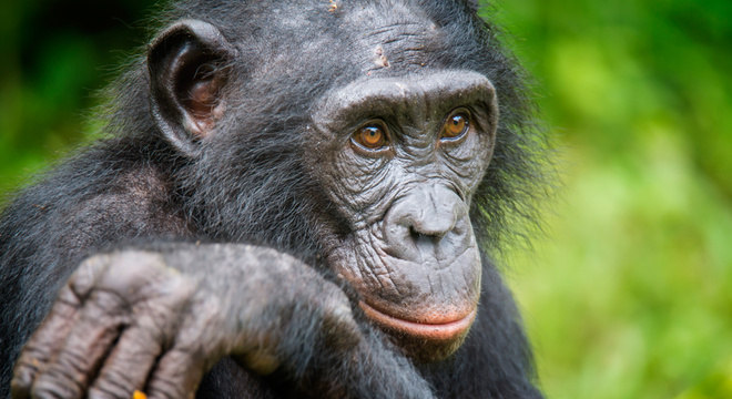 Os bonobos compartilham 98% de seu DNA com humanos Diferenças com as filhas