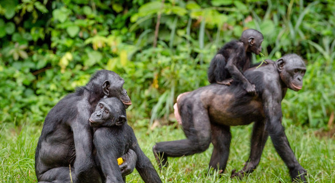 Quando os jovens finalmente conseguem copular, as mães vigiam os arredores para afastar rivais