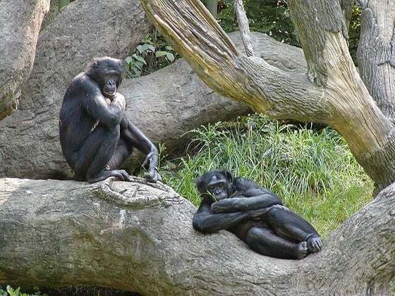 Bonobos- São primatas semelhantes aos chimpanzés, que vivem cerca de 40 anos, pesam até 60 kg e têm a gestação de cerca de 240 dias, conhecidos pela resolução de conflitos através do comportamento sexual.