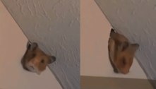 Hamster cava buraco na parede e invade apartamento da vizinha, que leva susto