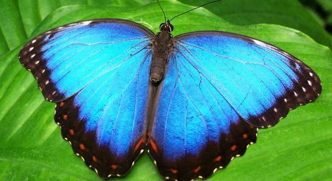 Pequenas escamas são tiradas das asas das borboletas depois de sua morte natural