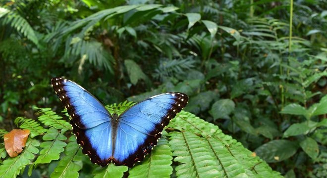 Os pesquisadores encontraram 246 espécies de borboletas e mariposas