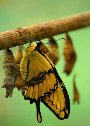 Borboleta-monarca pode  desaparecer