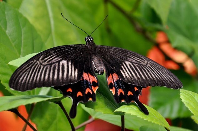 Borboleta mórmon - Vive na Ásia, entre Índia e Indonésia. As asas são grandes, de até 15 cm. 
