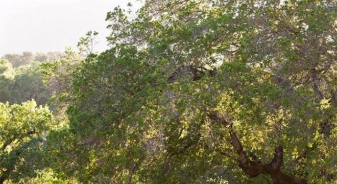Borda de piscina com beirado de plantas