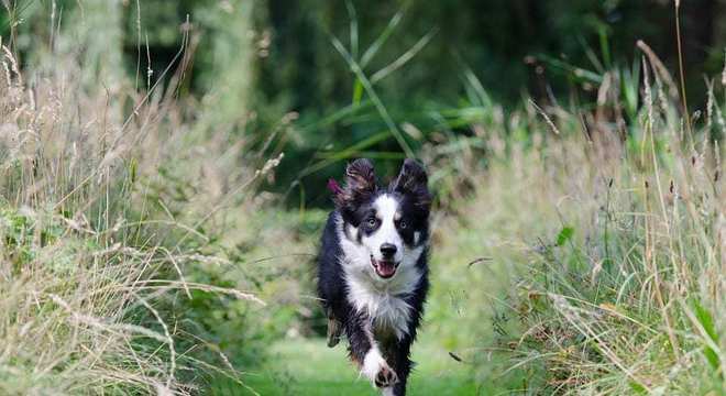 Border Collie - como surgiu e como é o temperamento da raça