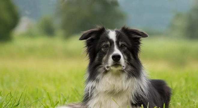 Border Collie - como surgiu e como é o temperamento da raça