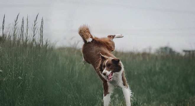 Border Collie - como surgiu e como é o temperamento da raça