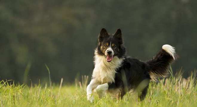 Border Collie - como surgiu e como é o temperamento da raça