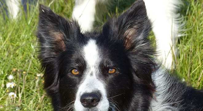 Border Collie - como surgiu e como é o temperamento da raça