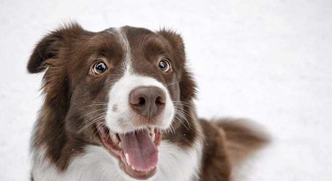 Border Collie - como surgiu e como é o temperamento da raça