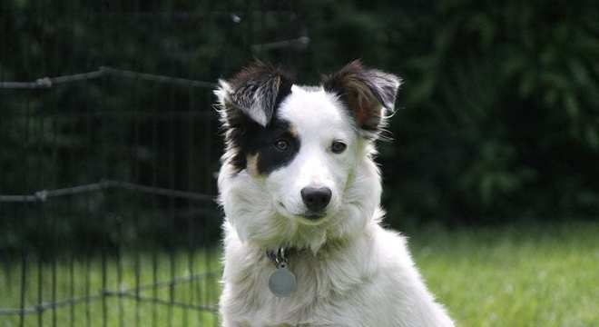 Border Collie - como surgiu e como é o temperamento da raça