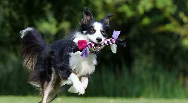 Border Collie - como surgiu e como é o temperamento da raça