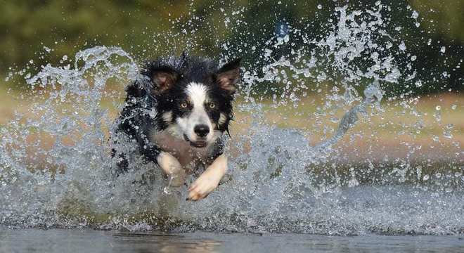 Border Collie - como surgiu e como é o temperamento da raça