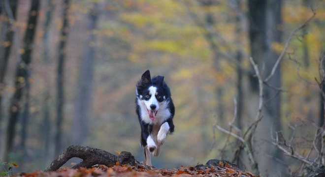 Border Collie - como surgiu e como é o temperamento da raça