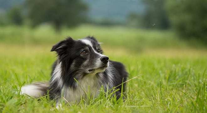 Border Collie - como surgiu e como é o temperamento da raça