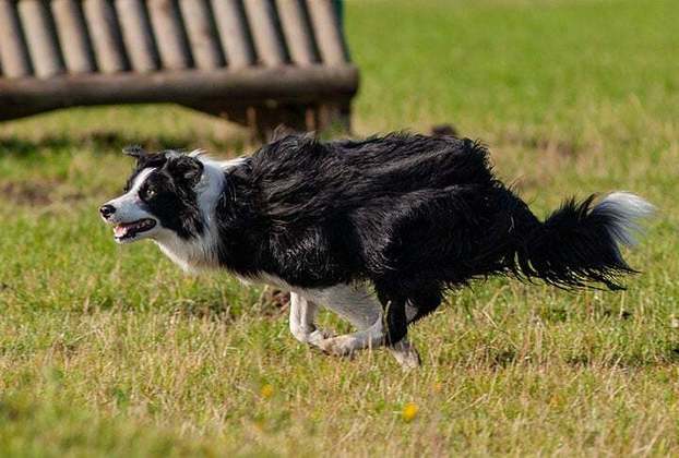 Border Collie- Oriundos do Reino Unido, esses cachorros podem viver de 10 a 14 anos em média. São considerados a raça mais inteligente que existe. Eles têm tamanho médio, corpo atlético pelagem bicolor e são bastante ágeis.
