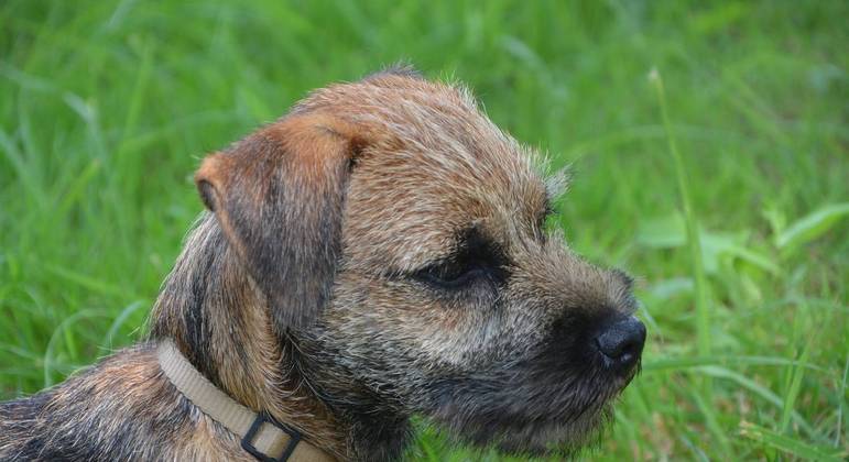 Border terrier é uma raça muito popular entre os famosos
