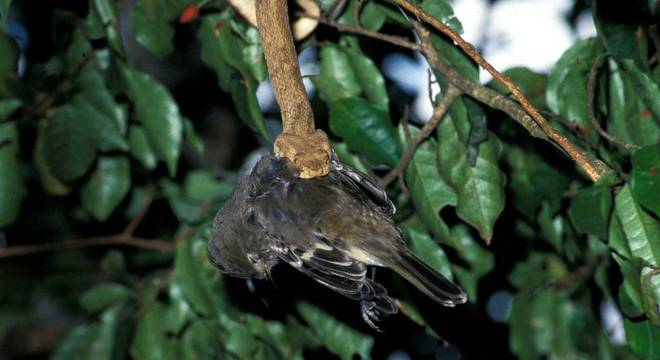 Das 986 ilhas que Martins e Lillywhite estudaram para a revisão que fizeram, 368 são continentais e 618 oceânicas