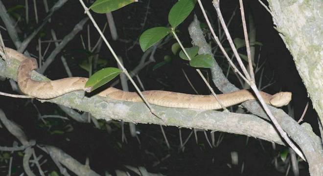 Ilhas oceânicas têm a maioria se suas cobras originadas por processos de colonização