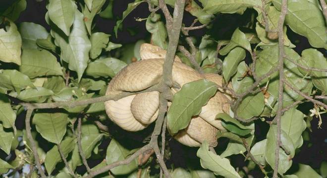 Entre os exemplos de cobras que são excelentes colonizadoras está jararaca comum do sudeste do Brasil