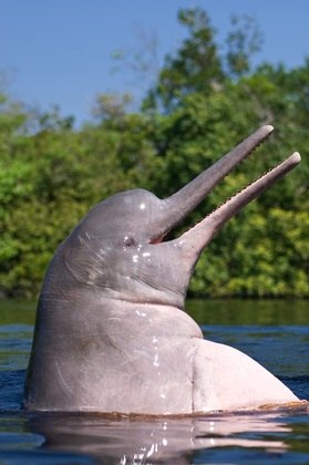 As espécies animais não vivem sem os biomas. Um depende do outro, inclusive no Brasil, onde a natureza tem uma diversidade de formas e seres vivos praticamente inigualável (na foto, o boto-cor-de-rosa)Veja também: Menos é Mais: educação ambiental transforma comunidade de São Paulo