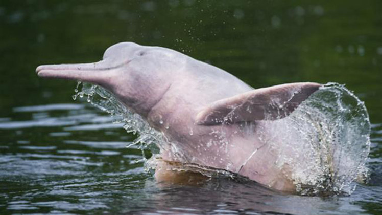 Boto Cor-de-Rosa - O maior golfinho de água doce , vive na Amazônia e faz parte, inclusive, da cultura popular: o folclore de que se transforma em homem que atrai as mulheres. Tem sido vítima de pesca predatória. 