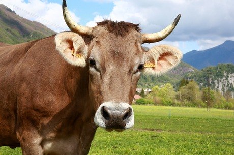 Caso de "vaca louca" resultou na suspensão