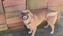 Cachorro 'sorridente' faz sucesso na web e tem milhões de curtidas