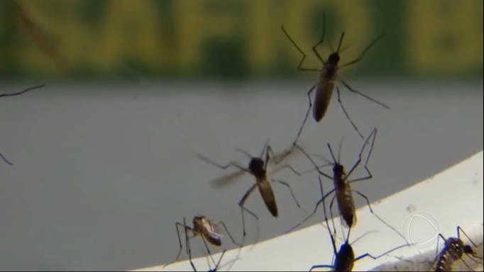 Brasil passa de 200 mortes causadas por dengue desde o começo do ano
