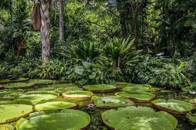 Brasil - Território de maior biodiversidade do mundo