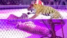 Pavoroso! Briga entre tigresas transforma espetáculo em banho de sangue