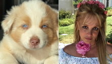 Britney Spears adota cachorrinho em viagem ao Havaí: 'É como se ele entendesse o que estou falando' 