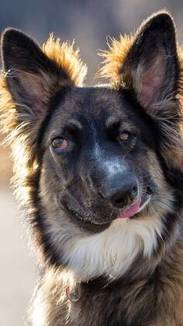 Leia a história do cão que superou preconceitos e faz sucesso na web
