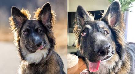 Brodie é um cão, de 2 anos, fruto do cruzamento entre pastor alemão e border collie