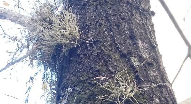 Pesquisadora encontrou 29 espécies de epífitas, sendo 15 exóticas, pertencentes a 19 gêneros de 10 diferentes famílias