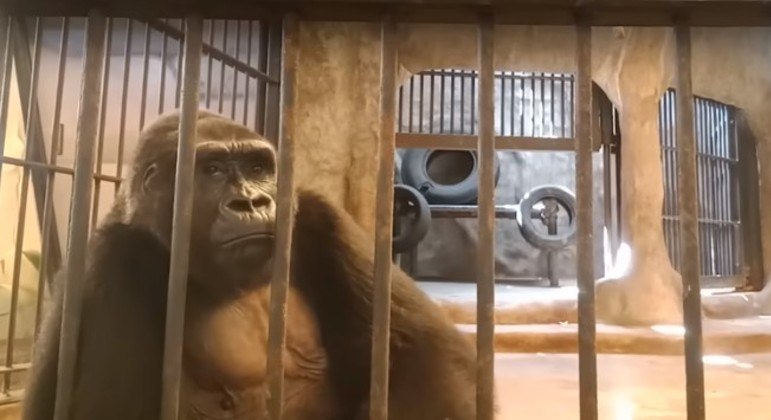 Activistas luchan para liberar al ‘gorila más triste del mundo’ de un centro comercial en Tailandia
