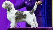 Buddy Holly: conheça o cachorro que ganhou o evento mais prestigiado do mundo canino