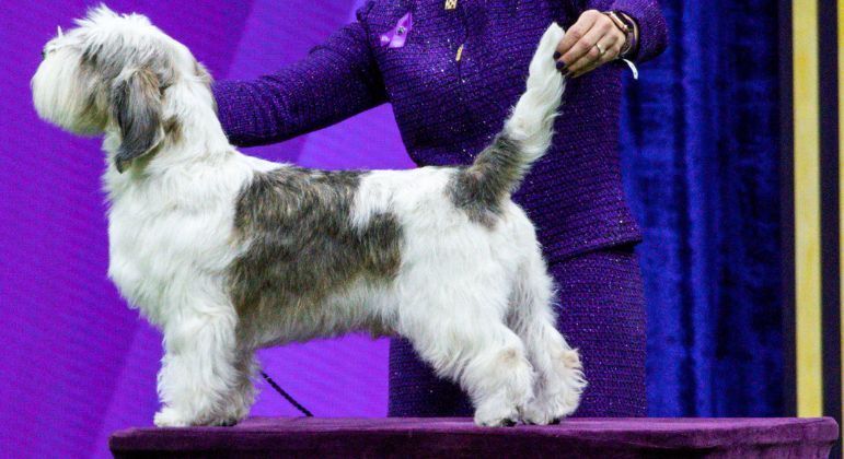 Buddy Holly, da raça petit basset griffon Vendéen, foi o melhor no Anual Westminster Kennel Club Dog Show