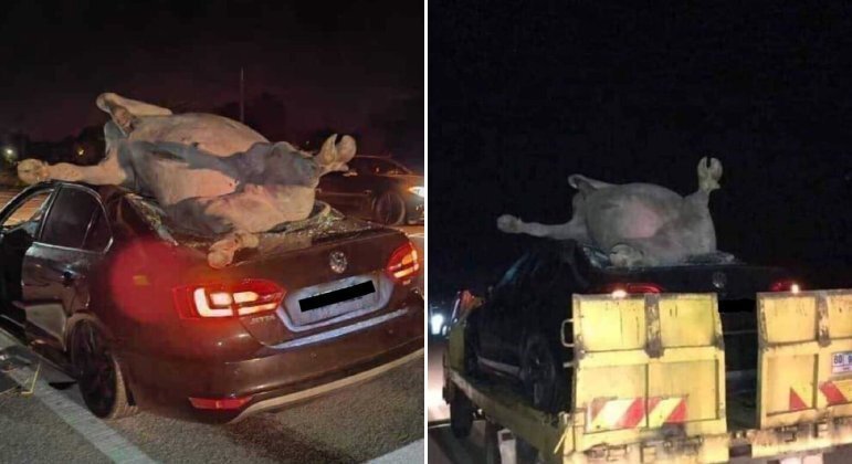 Bufálo esmagou teto de carro após colisão em rodovia da Malásia